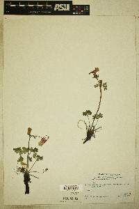 Aquilegia elegantula image