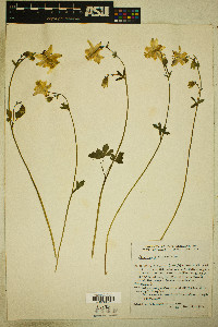 Aquilegia flavescens image