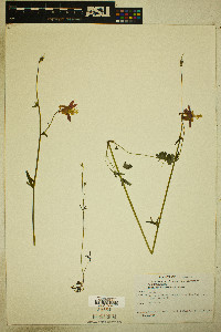 Aquilegia formosa image