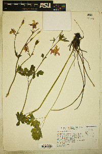 Aquilegia formosa image