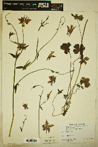 Aquilegia formosa image