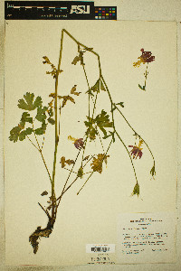 Aquilegia formosa image