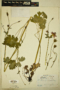 Aquilegia formosa image