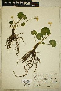 Caltha biflora image