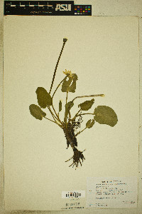 Caltha leptosepala image