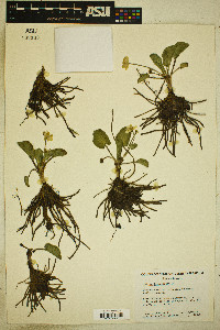 Caltha leptosepala image