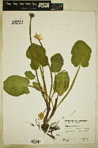 Caltha leptosepala image