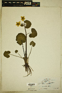 Caltha palustris image