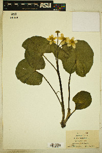 Caltha palustris image