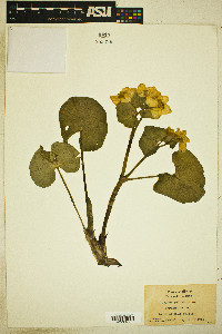 Caltha palustris image