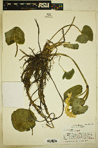 Caltha palustris image