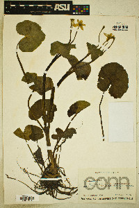 Caltha palustris image