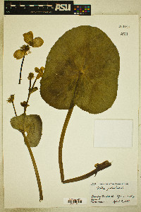 Caltha palustris image