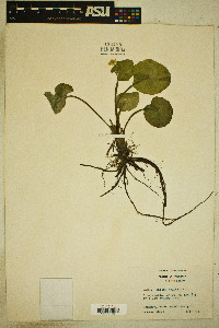 Caltha palustris image