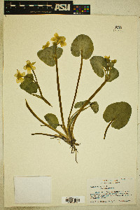 Caltha palustris image