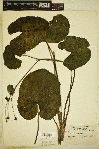 Caltha palustris image