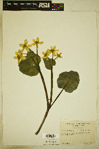 Caltha palustris image