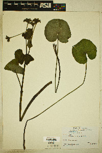 Caltha palustris image