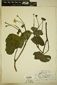 Caltha palustris image