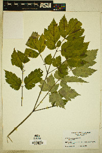 Actaea racemosa image