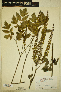 Actaea racemosa image