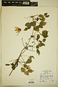 Clematis columbiana image