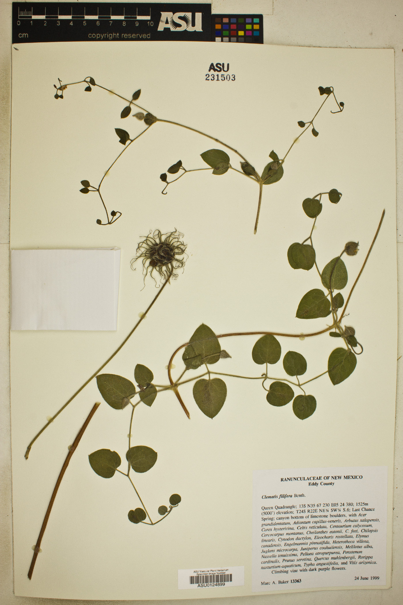 Clematis filifera image