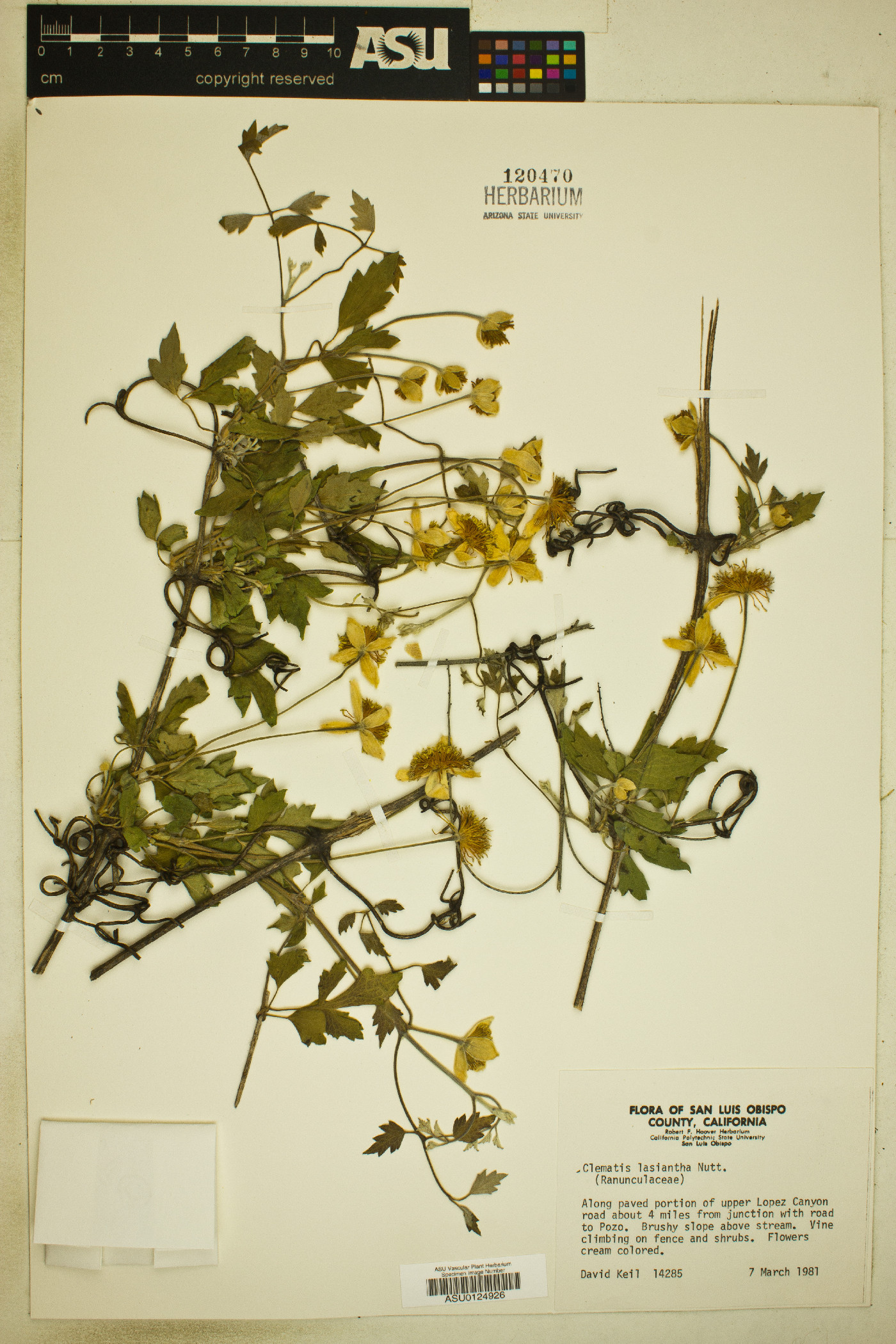 Clematis lasiantha image