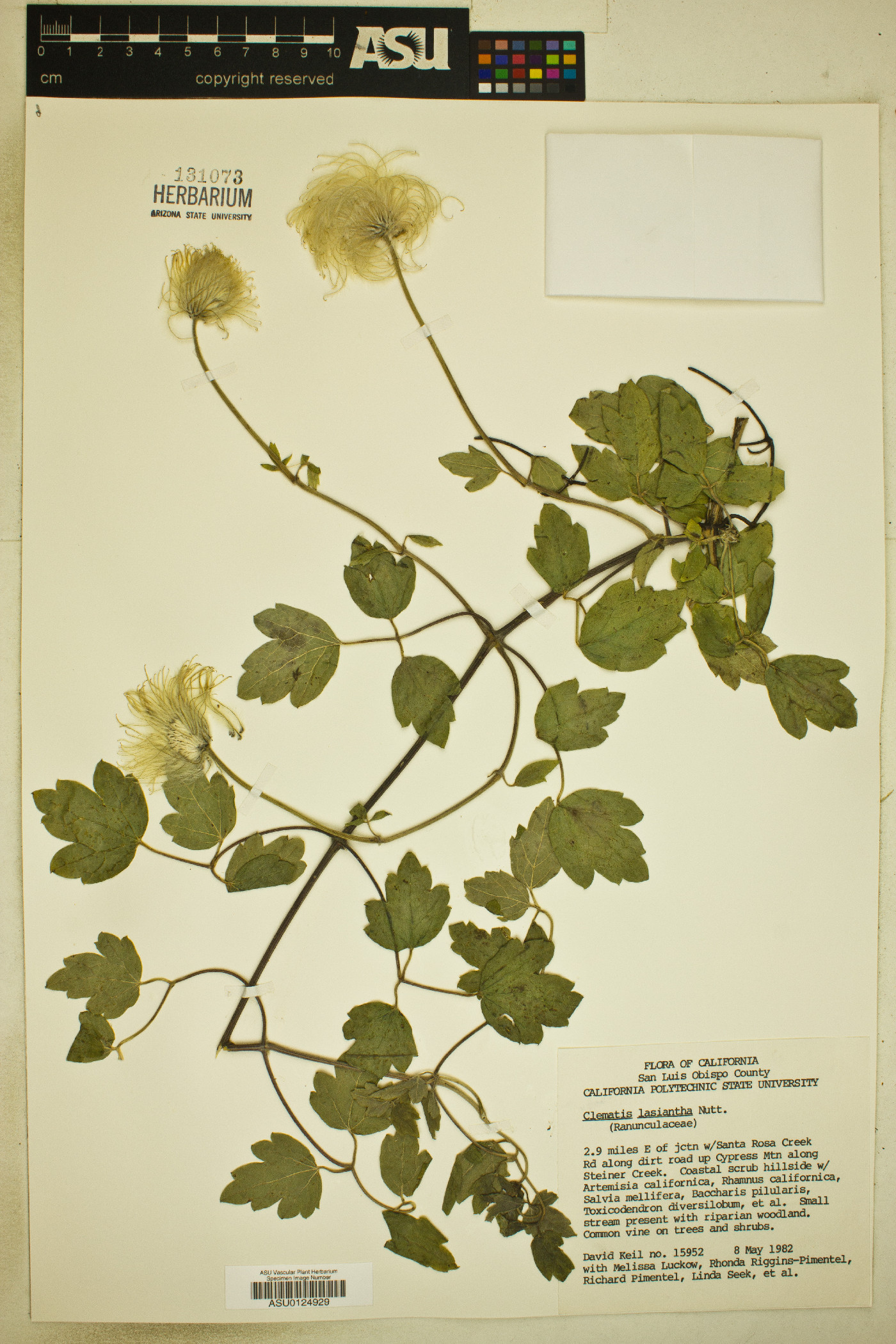 Clematis lasiantha image