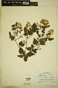 Clematis ligusticifolia image