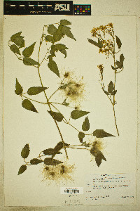 Clematis ligusticifolia image