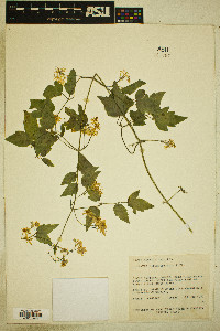 Clematis ligusticifolia image