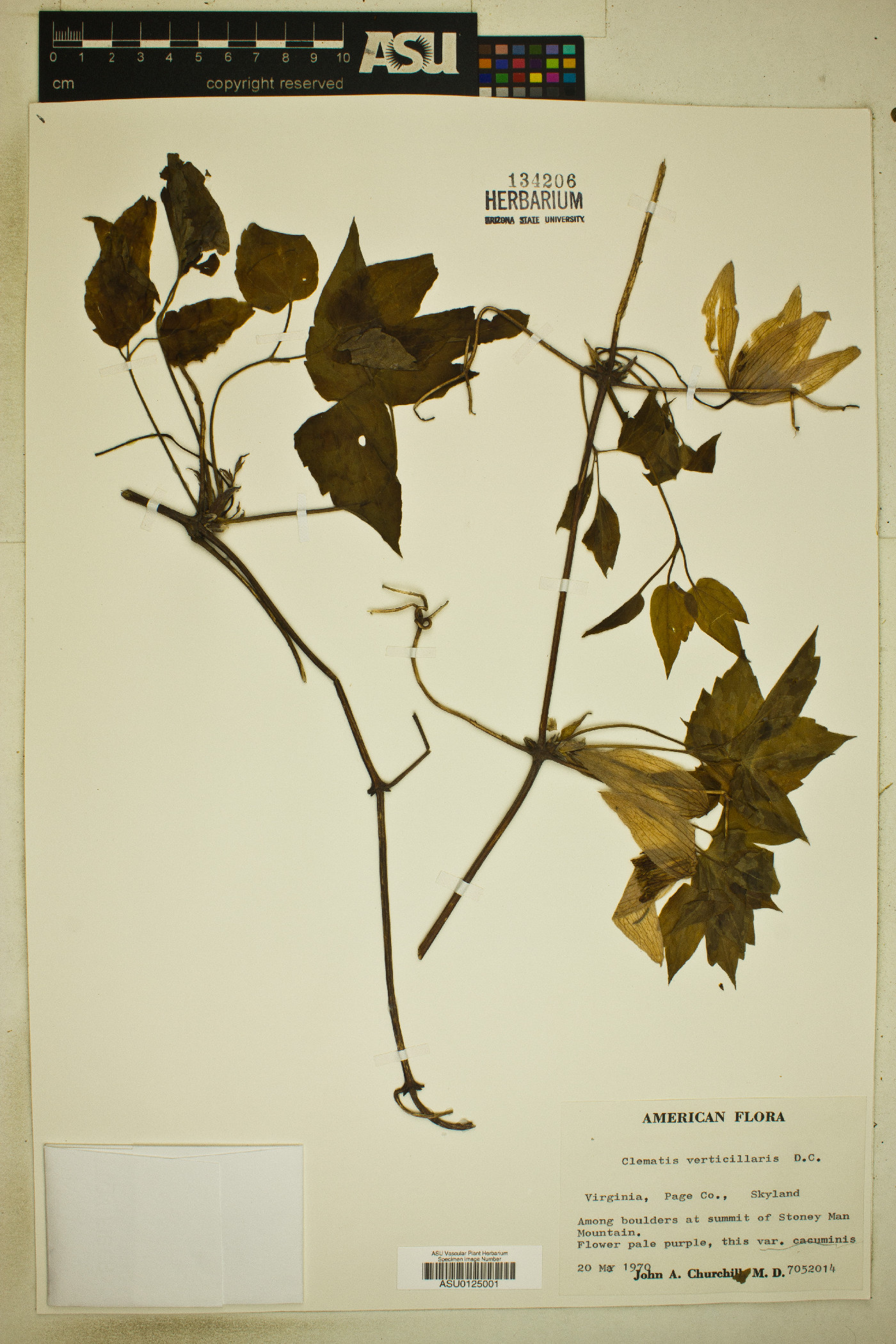 Clematis verticillaris var. cacuminis image