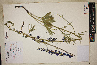 Delphinium depauperatum image