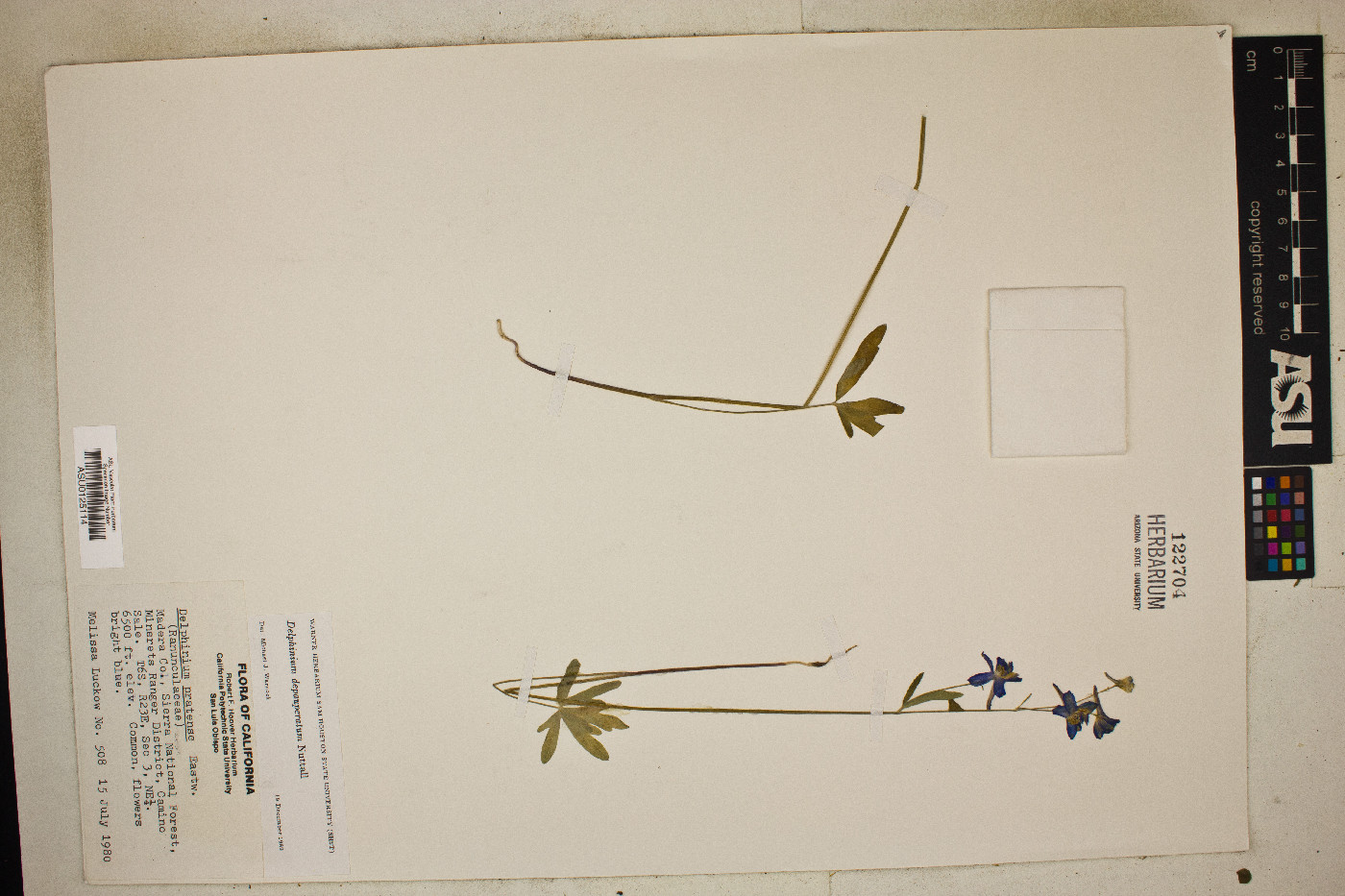 Delphinium depauperatum image