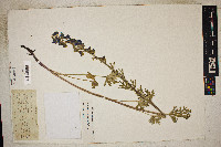 Delphinium geraniifolium image