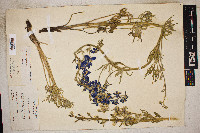 Delphinium geyeri image