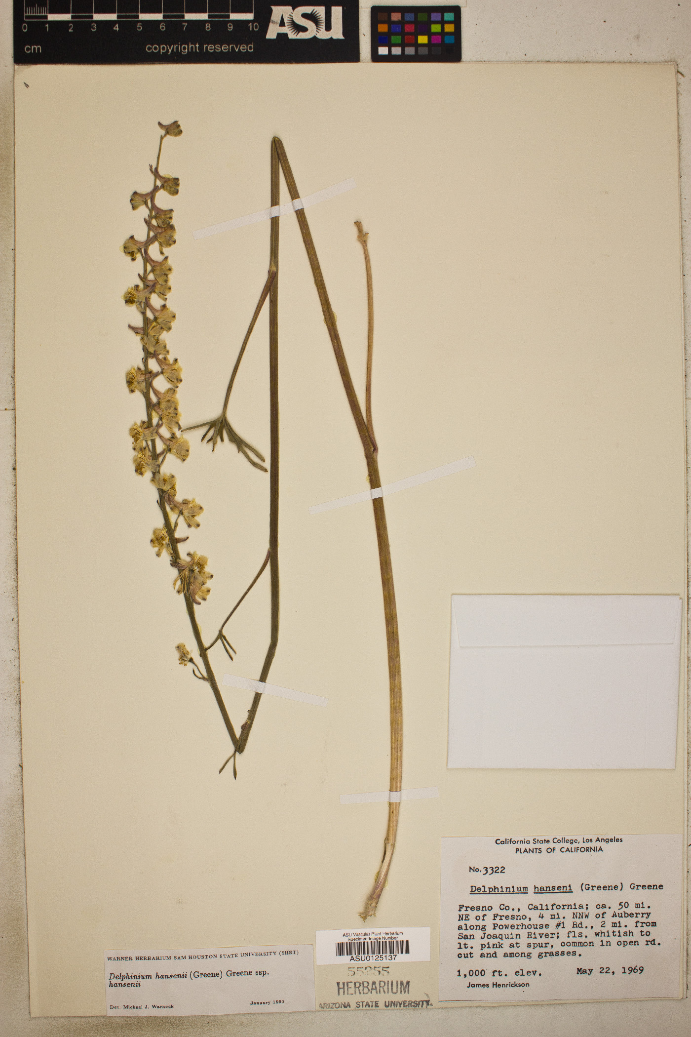 Delphinium hanseni image