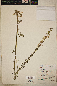 Delphinium hansenii image