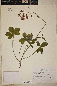 Delphinium nudicaule image