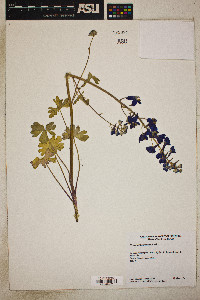 Delphinium nuttallianum image