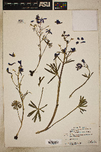 Delphinium nuttallianum image