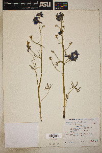 Delphinium nuttallianum image