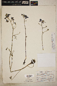 Delphinium nuttallianum image