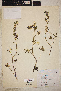 Delphinium nuttallianum image