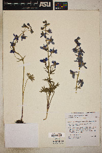 Delphinium nuttallianum image