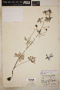 Delphinium nuttallianum image