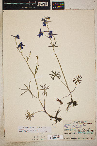 Delphinium nuttallianum image