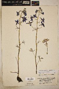 Delphinium nuttallianum image