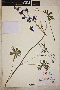 Delphinium nuttallianum image